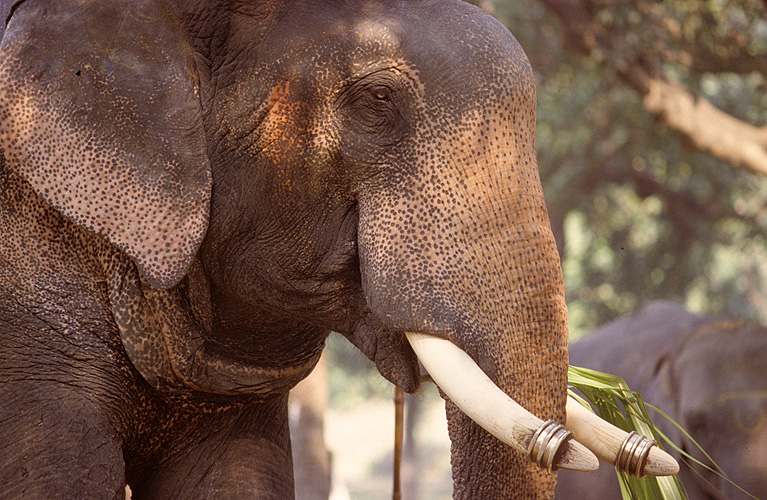 Der Elefant gilt als Symbol für Macht und Weisheit - Sonepur Mela 12