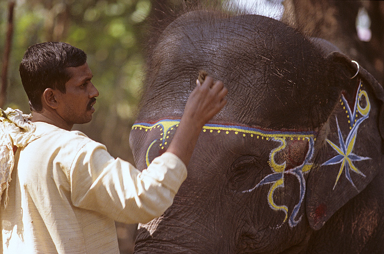 Elefantendame beim Make-up  - Sonepur Mela 13
