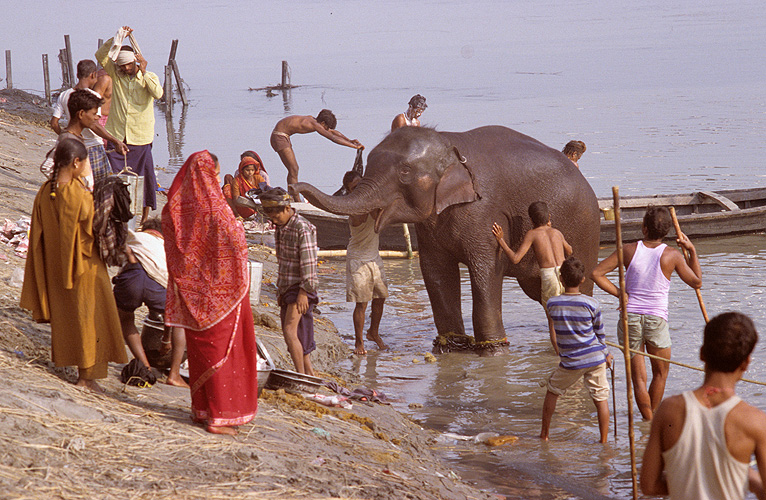 Elefantenpflege am Flussufer - Sonepur Mela 16