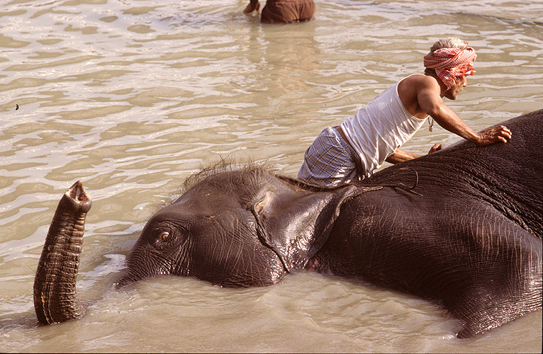 Der Mahaut schrubbt die Haut des Elefanten rein - Sonepur Mela 18